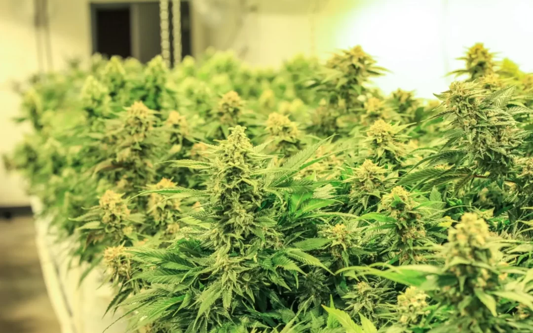 A Guide to Commercial Cannabis Growing