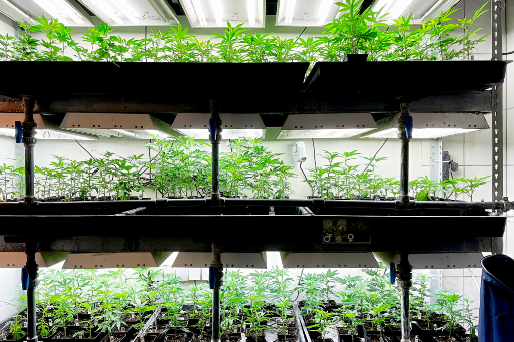 marijuana plants under grow room lighting