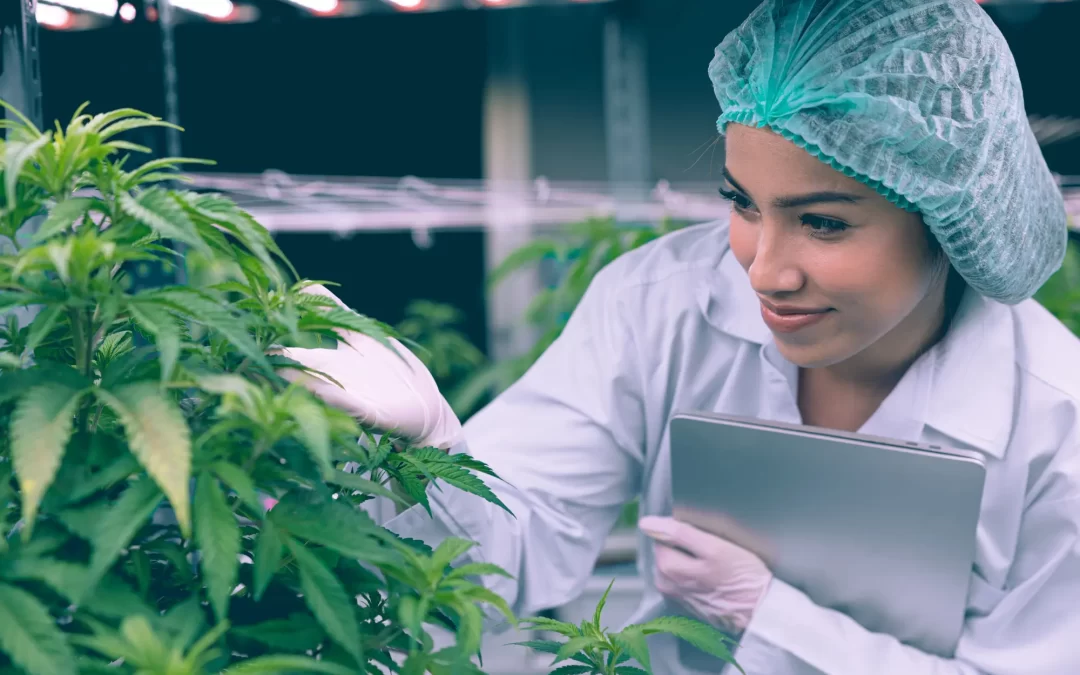 Blog Cover image of a person monitoring a cannabis plant in a grow room facility