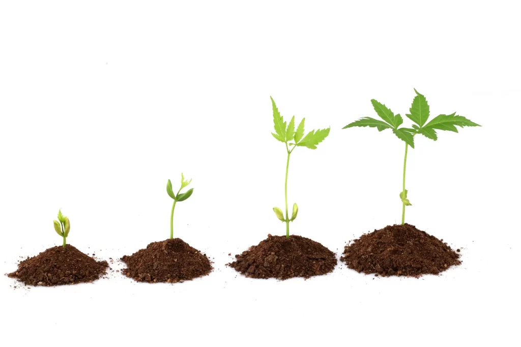 Image of plant growth stages from seedling to mature plants