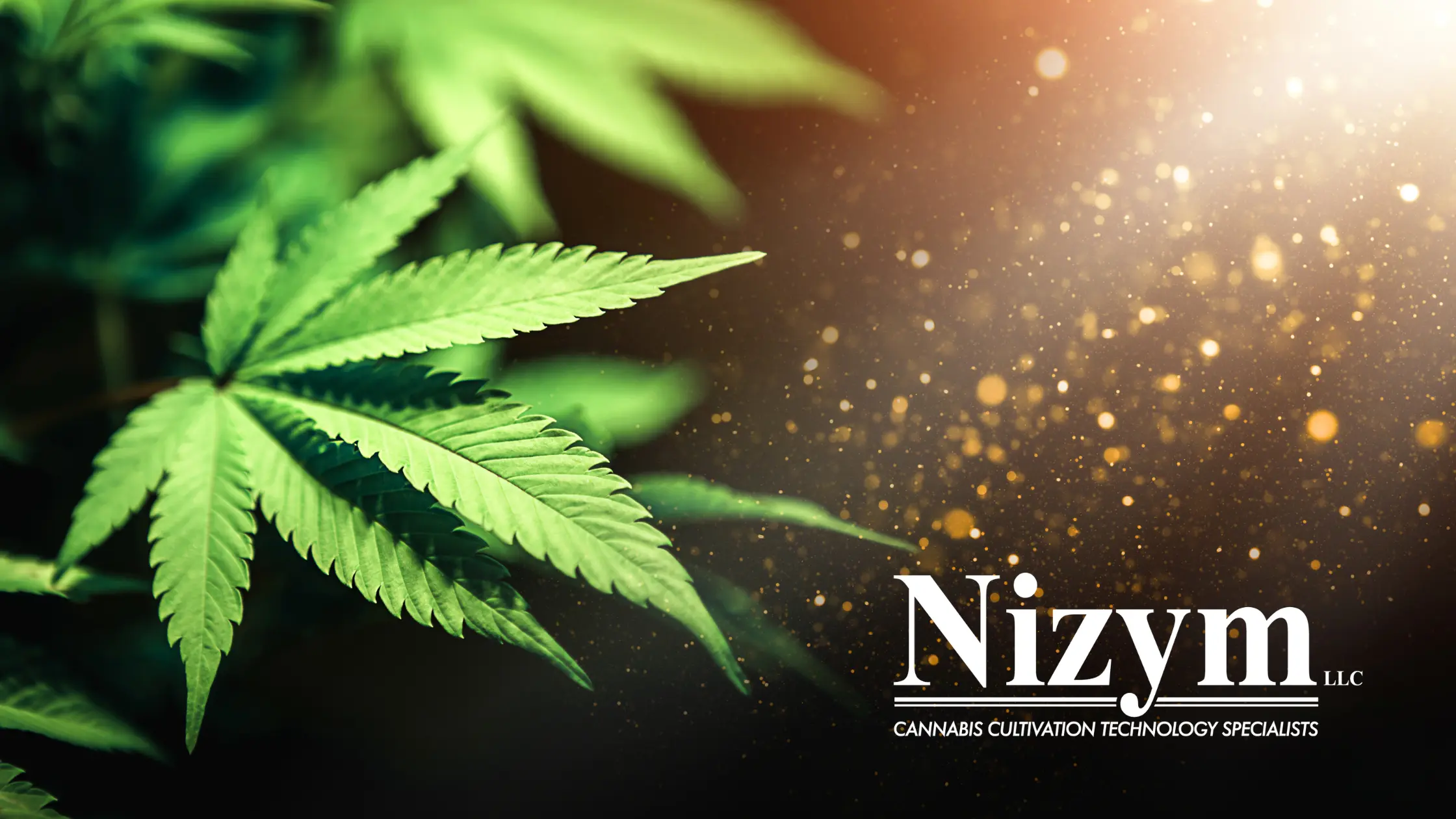 Cannabis Leaf Stylized Image