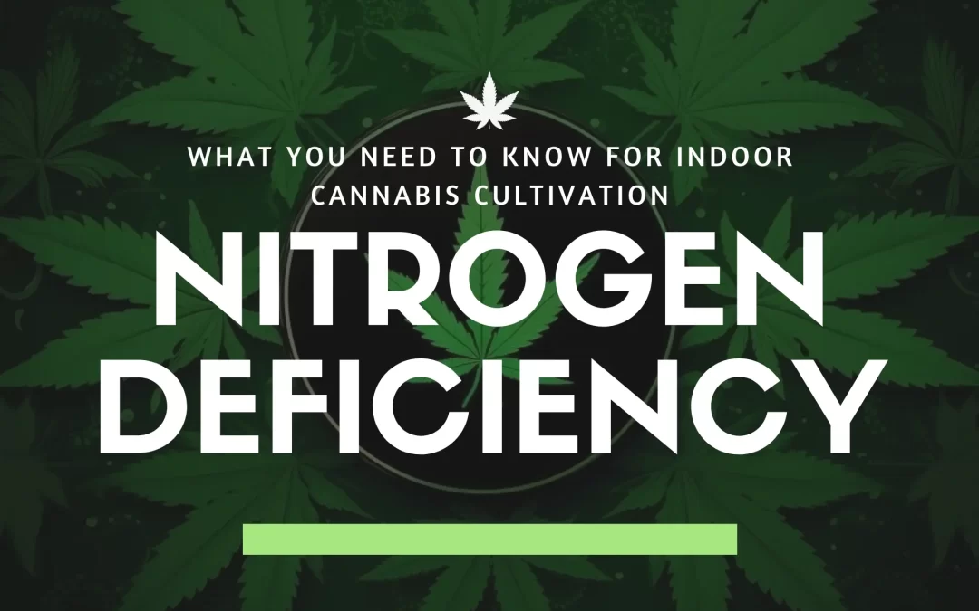 Nitrogen Deficiency in Cannabis: What You Need to Know for Indoor Cannabis Cultivation