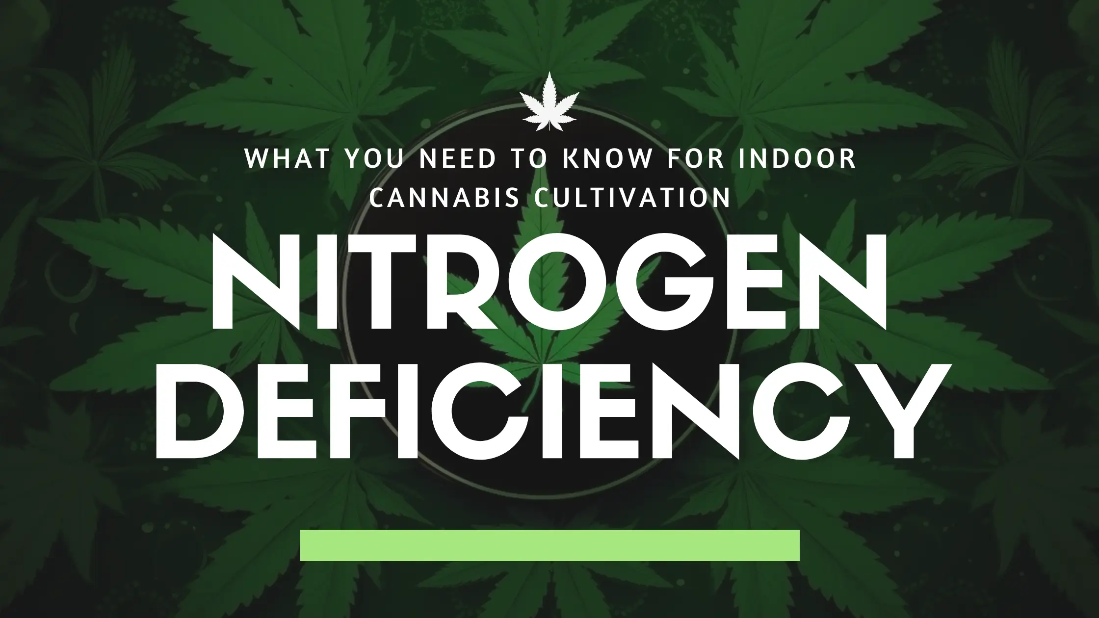 Blog Cover Art for Nitrogen Deficiency