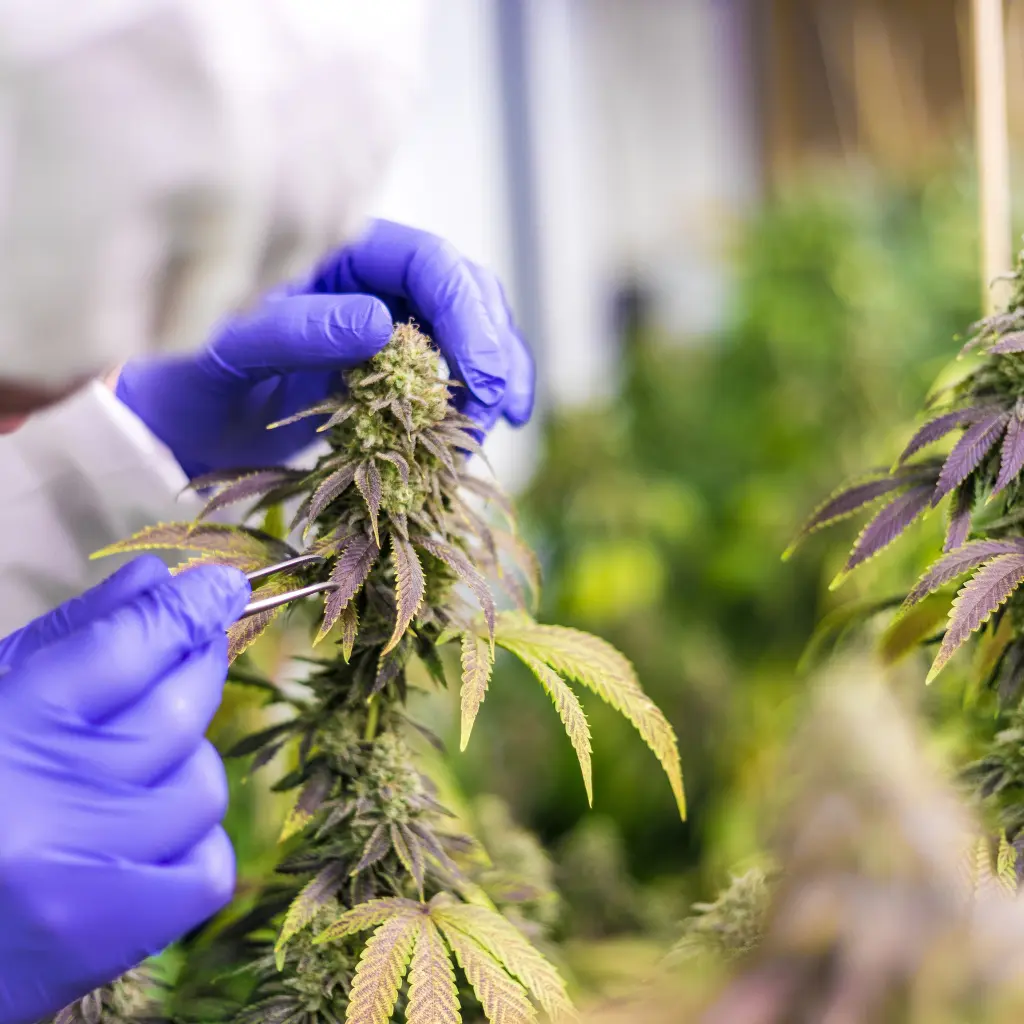photo of a cannabis tech trimming a cannabis plant